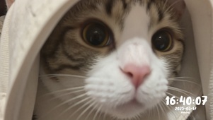 猫猫熬夜：黑眼圈是打工人的勋章
