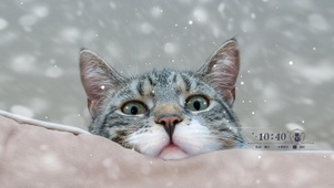可爱的猫咪