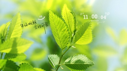 4k清新绿色治愈桌面