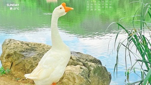 日式夏天