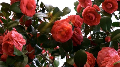 超清护眼山茶花