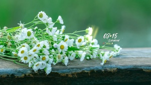 唯美白色邹菊