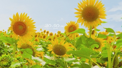 4K 清新向日葵花海