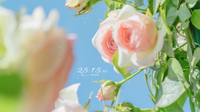 4K唯美治愈清新花朵