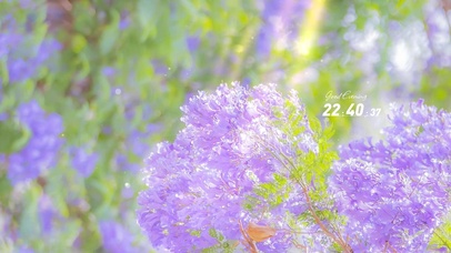 治愈小清新鲜花