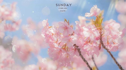 春日桃花治愈系列7