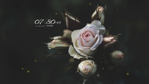 4k高清冷美花系列