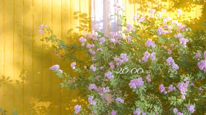 治愈唯美清新落花