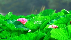 夏日荷花