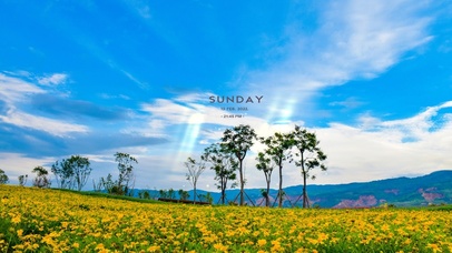 蓝天白云下的向日葵花田