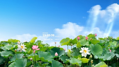 4k 蓝天下的荷花池