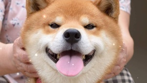 阔爱滴柴犬狗狗