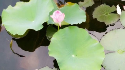 夏日荷莲随风起舞