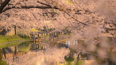 4K唯美治愈樱花季游船