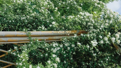 治愈唯美春意鲜花