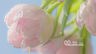 粉色郁金香系列4