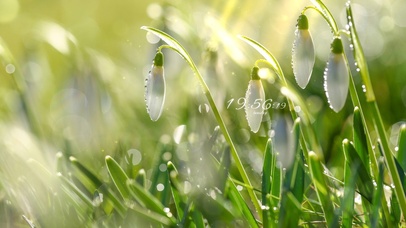 唯美清新绿叶露水