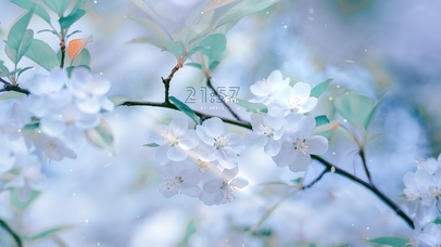 4K唯美治愈简约清新樱花