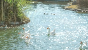 河流边一群白鹅