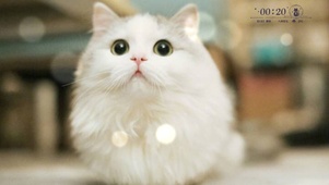 大眼睛猫咪