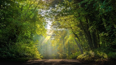 森林阳光落叶小路