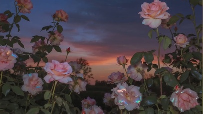 银子II植物系列-粉黛玫瑰
