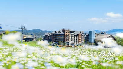 4K夏日蓝天清新花海