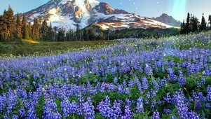 雪山花海