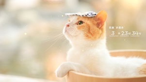 治愈人心的小猫咪