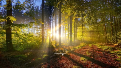 6K 超清治愈【阳光树林】