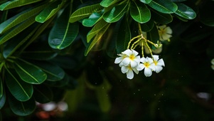 温馨白色小花