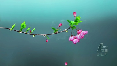 治愈 樱花 4K