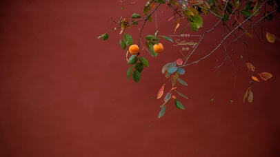 唯美落叶金钱橘