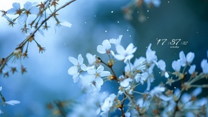 治愈唯美樱花