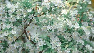 治愈唯美飘落的白花