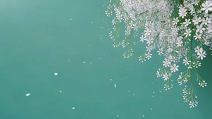 简约清新护眼花朵