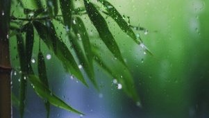 竹叶雨滴