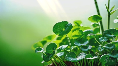 春日沐光的金钱草