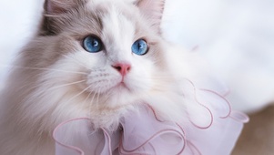猫的私房