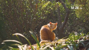 4k午后的小猫