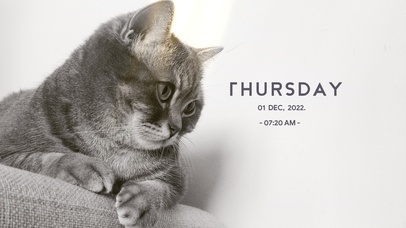 4k高清酷猫系列