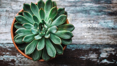 多肉植物4k高清壁纸