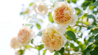 4k高清简约清新系列