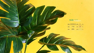 简约绿植ins风格桌面