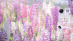 高清唯美花海
