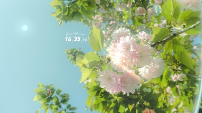 4K唯美治愈清新护眼花朵