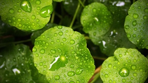雨中绿意
