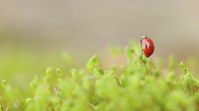 七星瓢虫的日常瞬间壁纸