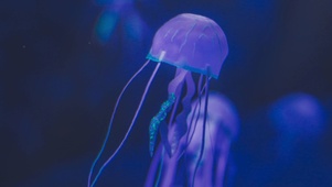 深海水母群