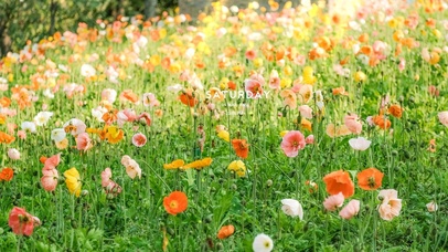 唯美春天花儿盛开